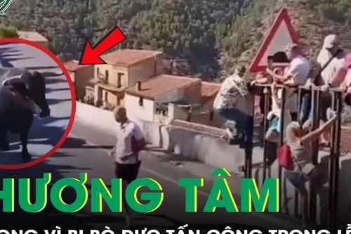 Người phụ nữ tử vong thương tâm sau khi bị bò húc liên tiếp