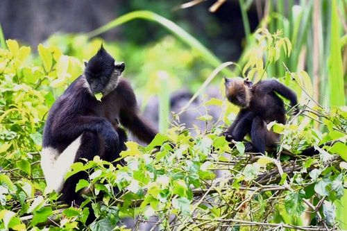 Ninh Bình: Bước ngoặt mới trong bảo tồn Voọc mông trắng