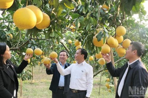 Tuyên Quang đẩy mạnh chuyển đổi cơ cấu cây trồng, vật nuôi