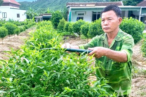 Cựu chiến binh 'bén duyên' trồng đào