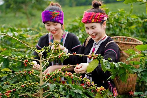 Bản tin nông sản hôm nay (10-9): Giá cà phê, hồ tiêu cùng bật tăng
