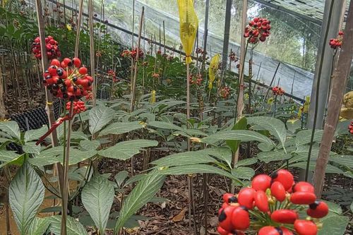 Đà Nẵng có quy chế quản lý Sâm Ngọc Linh