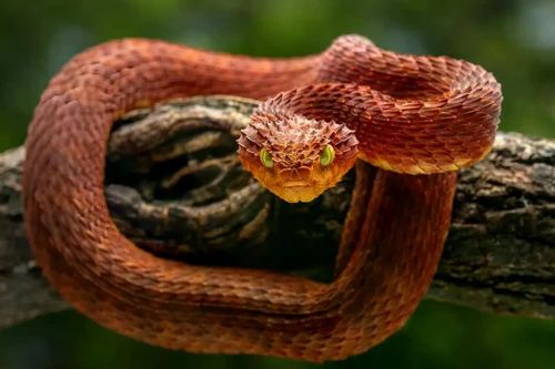 Bí mật loại thuốc giải độc mạnh trích từ máu rắn đuôi chuông