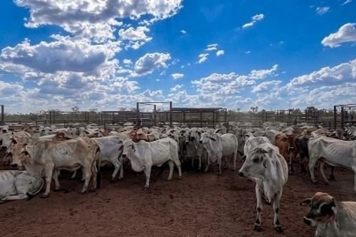 Trang trại Newry và câu chuyện đầu tư của doanh nghiệp Việt tại Lãnh thổ Bắc Australia