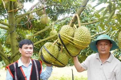 Quảng Ngãi: Đưa Musang King lên vùng đất cằn, lão nông vùng biên thu hơn 2 tỷ đồng mỗi năm