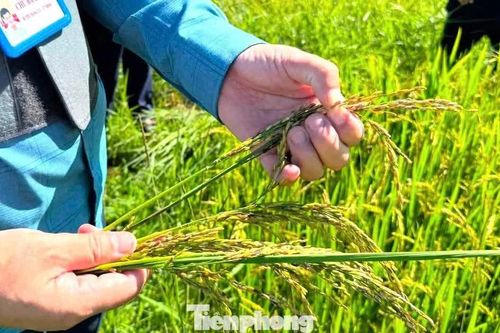 Nắng nóng rồi mưa lớn, hàng nghìn ha lúa hè thu ở Nghệ An 'không cúi đầu'