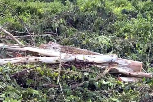 Điều tra vụ cưa cây khiến một người bị đè chết tại Đồng Nai