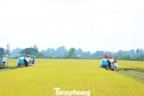 Đề án 1 triệu ha lúa: Thí điểm rực rỡ, thực tế... chưa có dự án nào