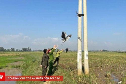 Gỡ lưới đánh bẫy chim, ngăn chặn hành vi kích điện