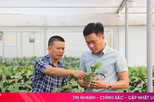 Vườn lan lớn nhất Hà Tĩnh thử nghiệm giống mới phục vụ khách hàng