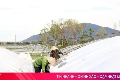 Nông dân Hà Tĩnh gia cố nhà màng, chủ động ứng phó thiên tai