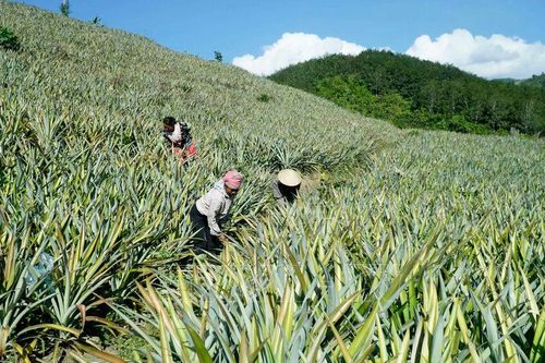 Nghị quyết 68-NQ/TW: Hỗ trợ hộ kinh doanh, hợp tác xã đầu tư mở rộng sản xuất