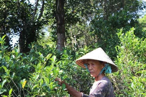 Giữ hương chè cổ Lộc Thanh
