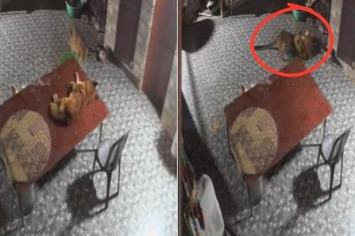 Báo đốm tấn công chó nhà trong đêm và cái kết bất ngờ