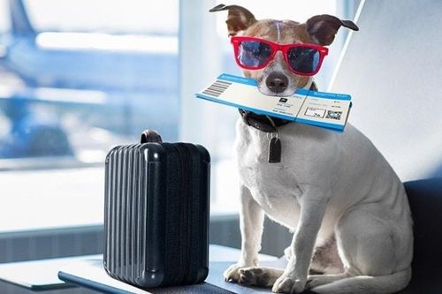'Cùng thú cưng đi khắp muôn nơi' trở thành thị trường tỷ USD của ngành du lịch