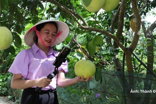 Hà Tĩnh mở rộng thị trường số nhờ đưa bưởi Phúc Trạch 'lên sóng'
