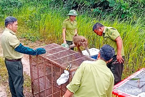 Hạt Kiểm lâm khu vực 5 tái thả nhiều loài động vật hoang dã quý hiếm về rừng tự nhiên