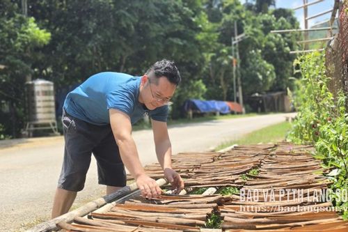 Cây quế mở hướng giảm nghèo