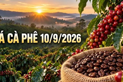 Giá cà phê ngày hôm nay 10/9: Cao nhất 95.800 đồng/kg, hai sàn trái chiều