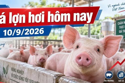 Giá lợn hơi hôm nay 10/9/2026: 4 địa phương giữ mức 60.000 đồng/kg