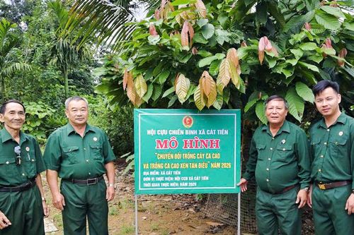 Trồng xen ca cao, tăng giá trị trên cùng diện tích đất