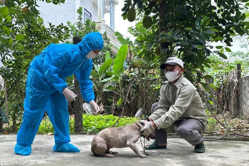 Hiểm họa nhiễm bệnh dại từ chó thả rông, không rọ mõm