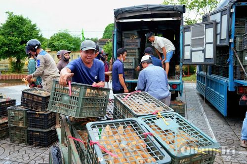 Trao gà giống và thức ăn hỗ trợ phát triển sản xuất cho người dân xã Lệ Ninh