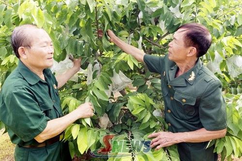 Cựu chiến binh chung sức phát triển kinh tế