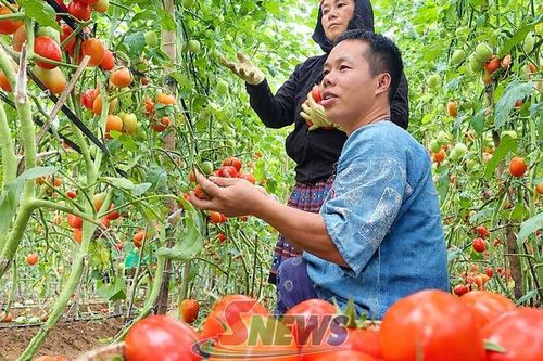 Mở rộng kênh bán hàng, đưa nông sản đến tay người tiêu dùng