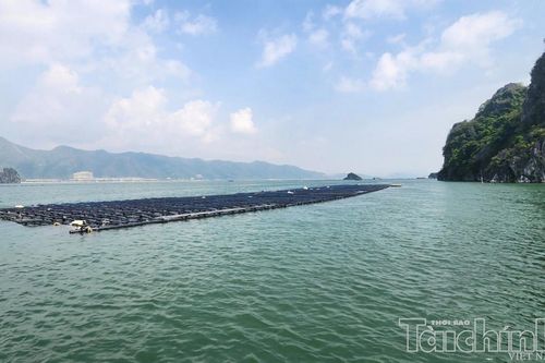 Quảng Ninh đề xuất mở rộng không gian nuôi biển lên gần 140.000 ha