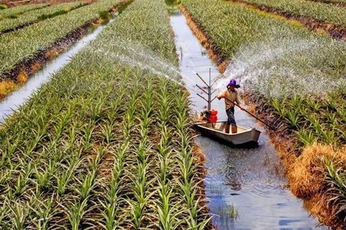 Đề xuất hạn chế chuyển sang doanh nghiệp ở 18 lĩnh vực nông nghiệp và môi trường
