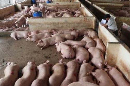 Siết quản lý tồn dư kháng sinh trong thực phẩm