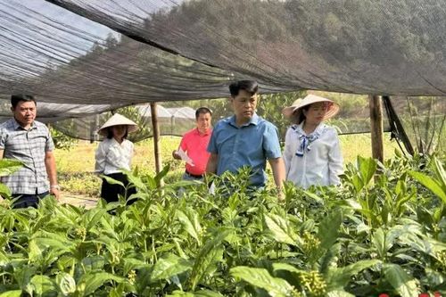 Nghiên cứu xây dựng vườn bảo tồn nguồn gen cây thuốc bản địa quý hiếm của tỉnh