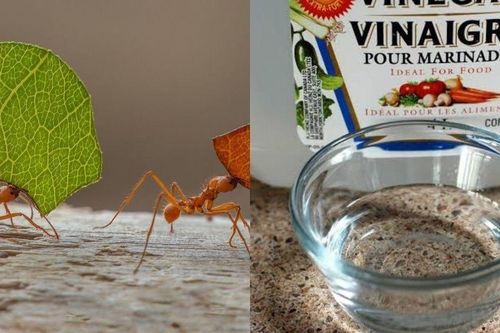 Mách bạn mẹo đuổi côn trùng bằng ra khỏi nhà bằng những nguyên liệu sẵn có