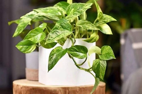 Trồng cây trầu bà trong nhà thế nào là tốt nhất?