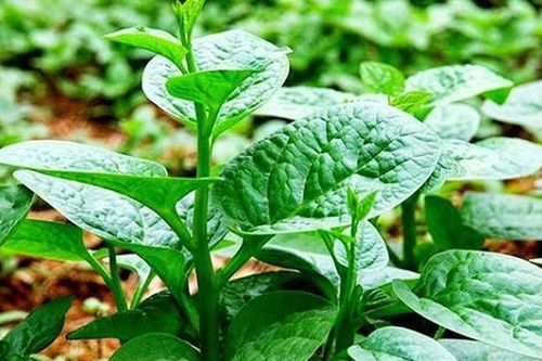 Cách trồng mồng tơi lớn nhanh, ngọn mập, hái nhiều lứa