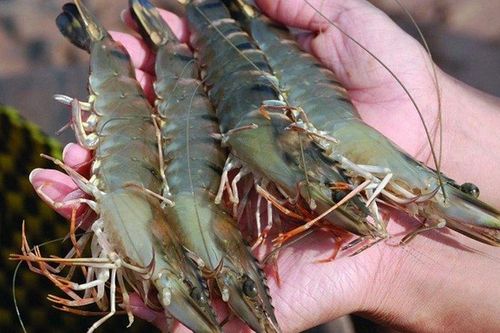 Mua tôm tươi về đừng cho ngay vào ngăn đá: Làm cách này tôm tươi lâu, không bị đen đầu, giữ nguyên dinh dưỡng