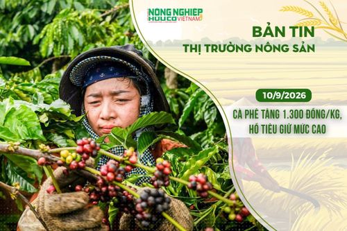 Thị trường nông sản 10/9/2026: Cà phê bật tăng 1.300 đồng/kg, hồ tiêu giữ mức cao