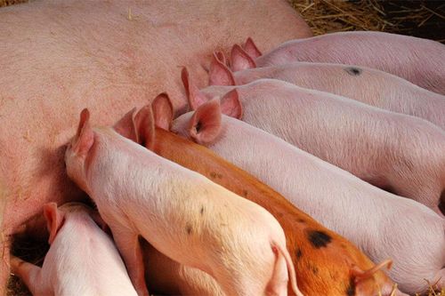 Sữa heo hóa ra tốt gấp mấy sữa bò: Cực giàu đạm, canxi, lại dễ tiêu hóa