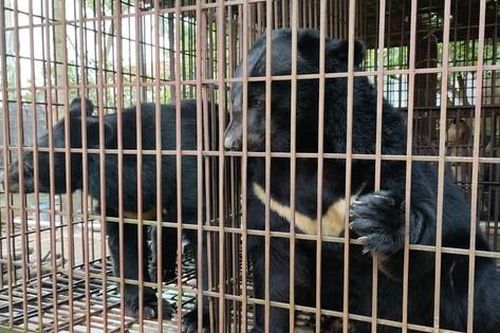 Chấm dứt nuôi nhốt gấu tại Hà Nội: Cần thêm giải pháp quyết liệt, khả thi