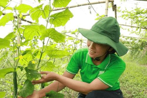 Hà Nội thúc đẩy nông nghiệp xanh: Nâng tầm nông sản và phát triển bền vững
