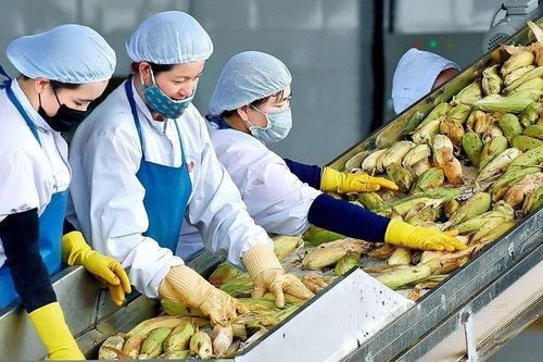 Bỏ qua tự ti về ngoại ngữ, nhiều người trẻ đưa nông sản Việt ra thế giới chỉ bằng chiếc điện thoại