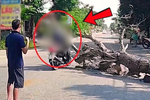 Vụ chặt cây đổ ra đường làm chết người, ai phải chịu trách nhiệm?