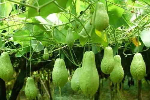 Từ rừng rậm Trung Mỹ đến mâm cơm Việt: Hành trình kỳ lạ của quả su su