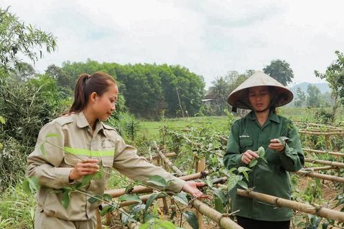Trồng dược liệu mở hướng thoát nghèo ở miền núi Nghệ An