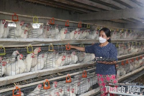 Kiểm soát sử dụng kháng sinh trong chăn nuôi