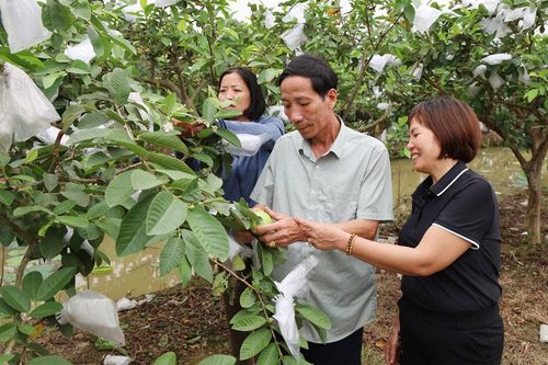 Bắc Ninh: Diện tích trồng ổi tăng 4,6% so cùng kỳ năm 2025
