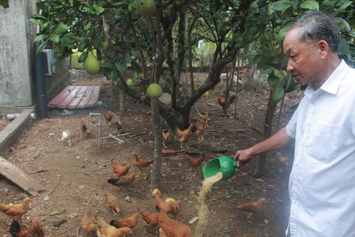Nâng tầm thương hiệu 'Gà tre Đèo Le'