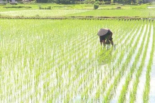 Hỗ trợ nông dân gieo trồng vụ mùa 2026