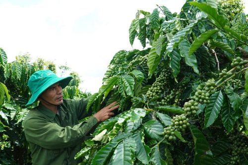 Siết chặt quản lý giống cây trồng ở khu vực Tây Lâm Đồng